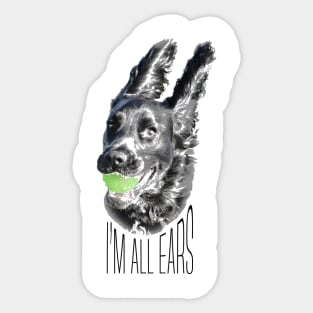 funny black working cocker spaniel dog im all ears Sticker